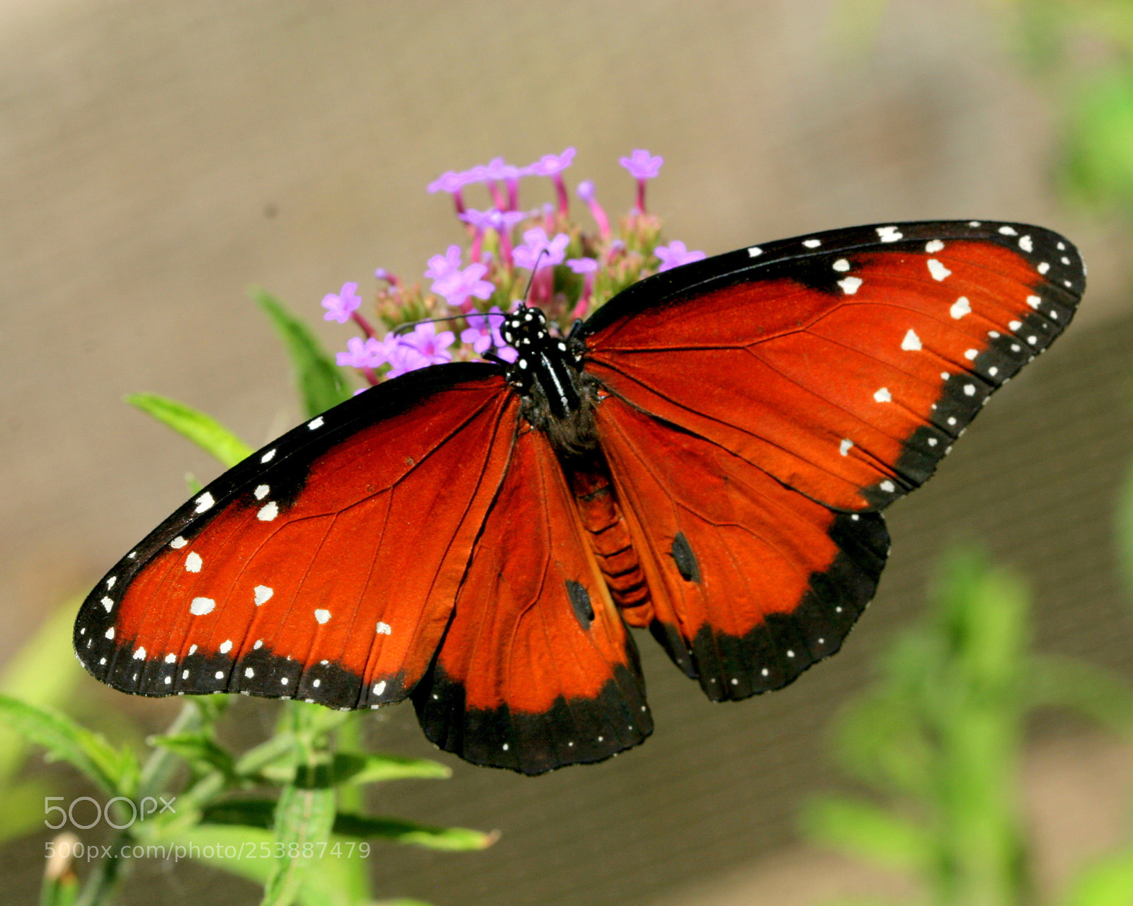 Canon EOS 20D sample photo. Butterfly photography
