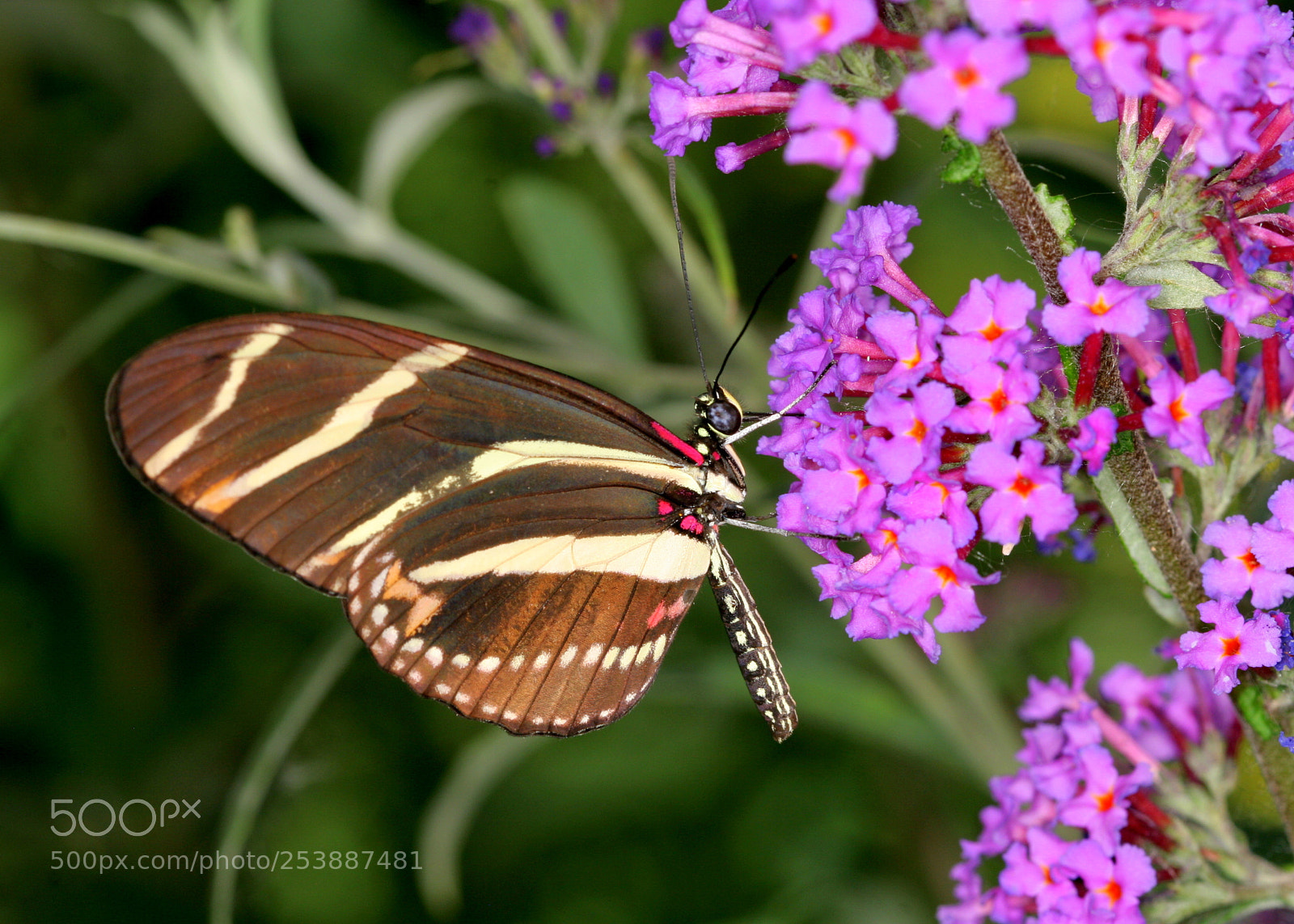 Canon EOS 20D sample photo. Zebra longwing photography