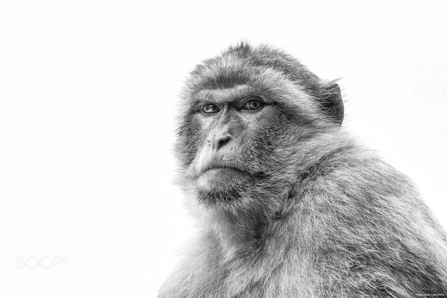 Nikon D600 sample photo. Macaca sylvanus photography