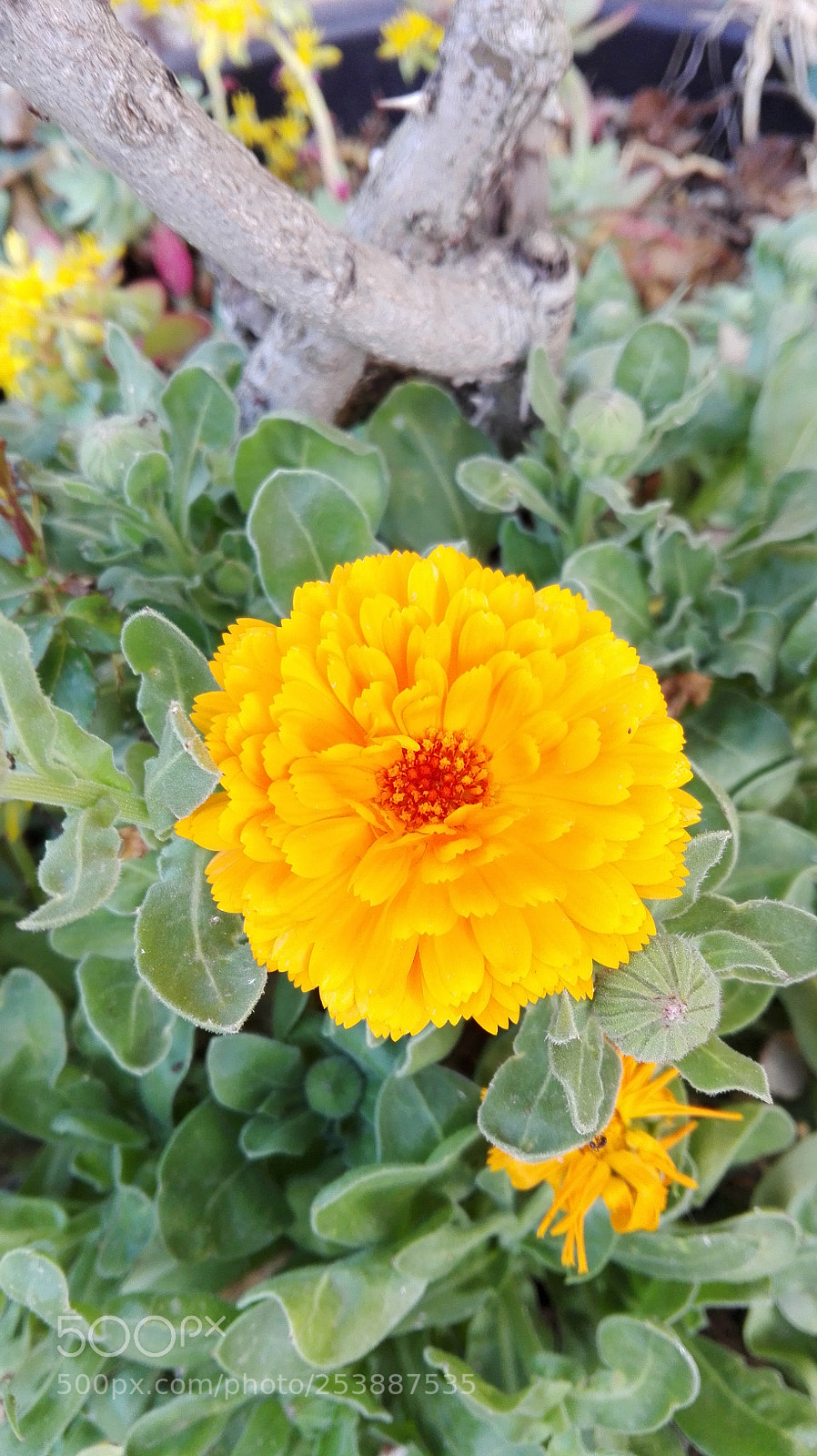 HUAWEI P8 Lite sample photo. Untitled photography