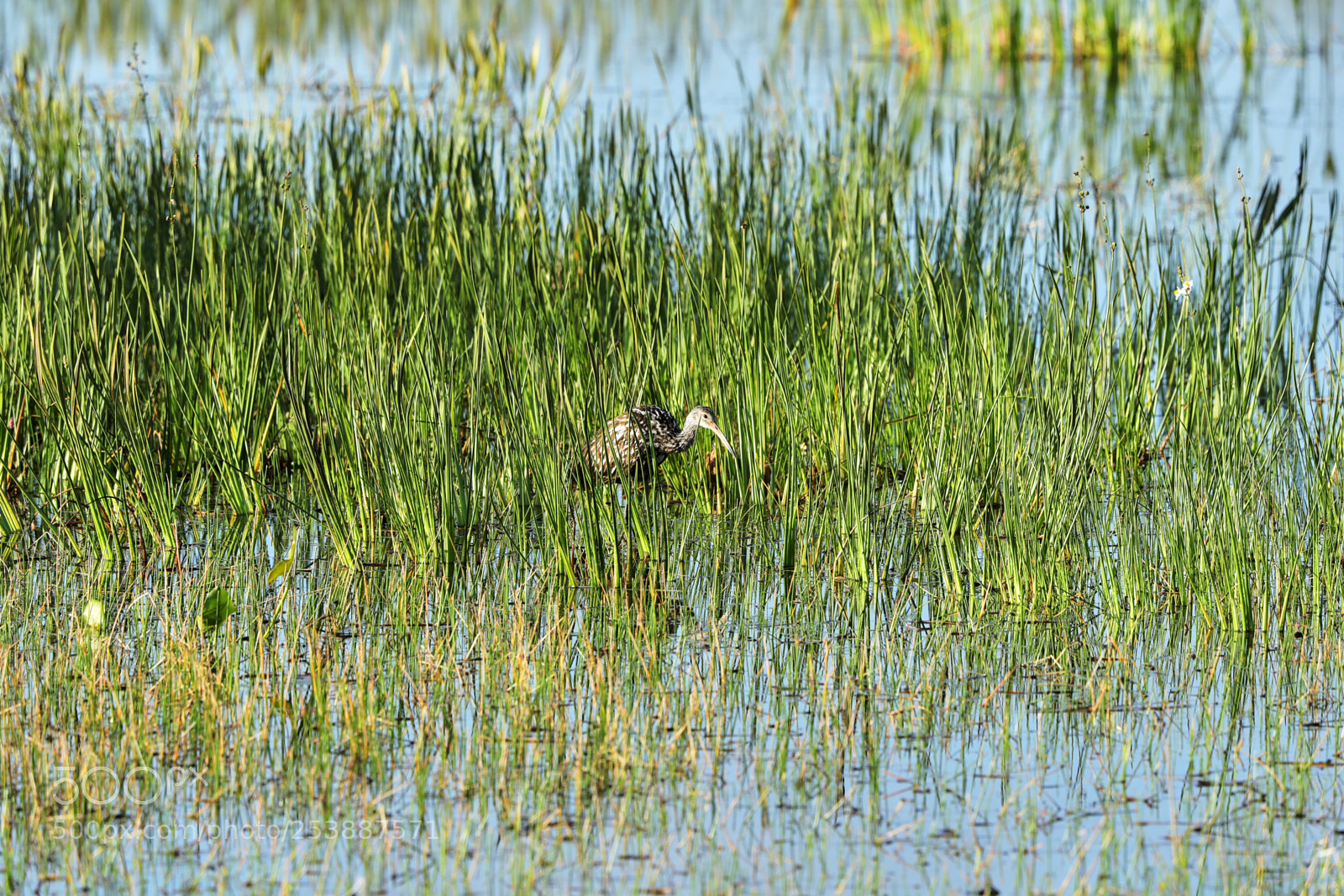 Canon EOS-1D X Mark II sample photo. 04-16-18-0013066.jpg photography