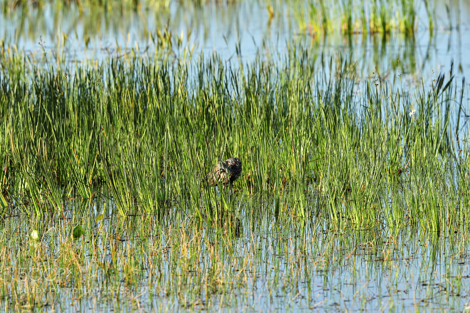 Canon EOS-1D X Mark II sample photo. 04-16-18-0013065.jpg photography