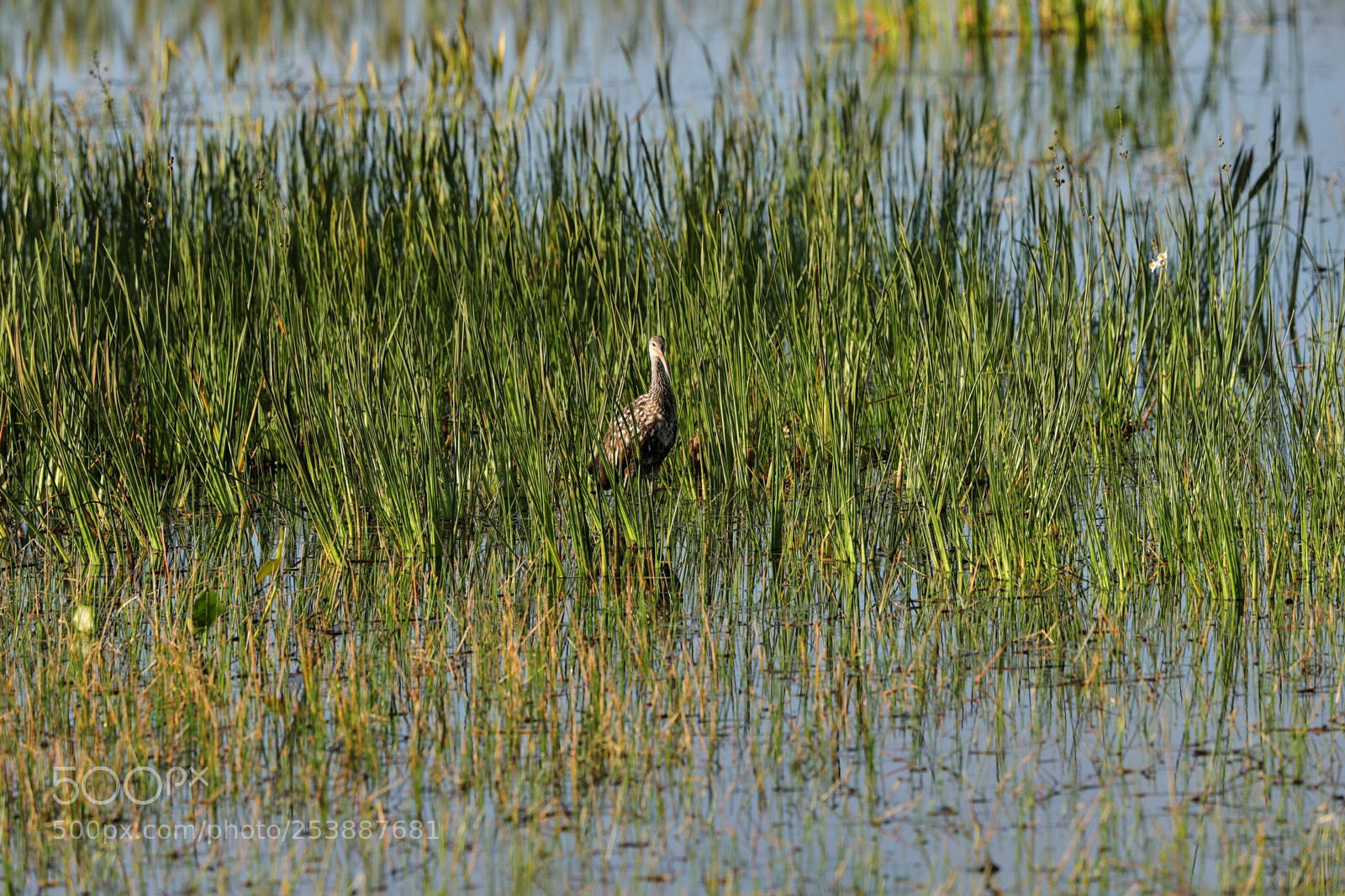 Canon EOS-1D X Mark II sample photo. 04-16-18-0013064.jpg photography