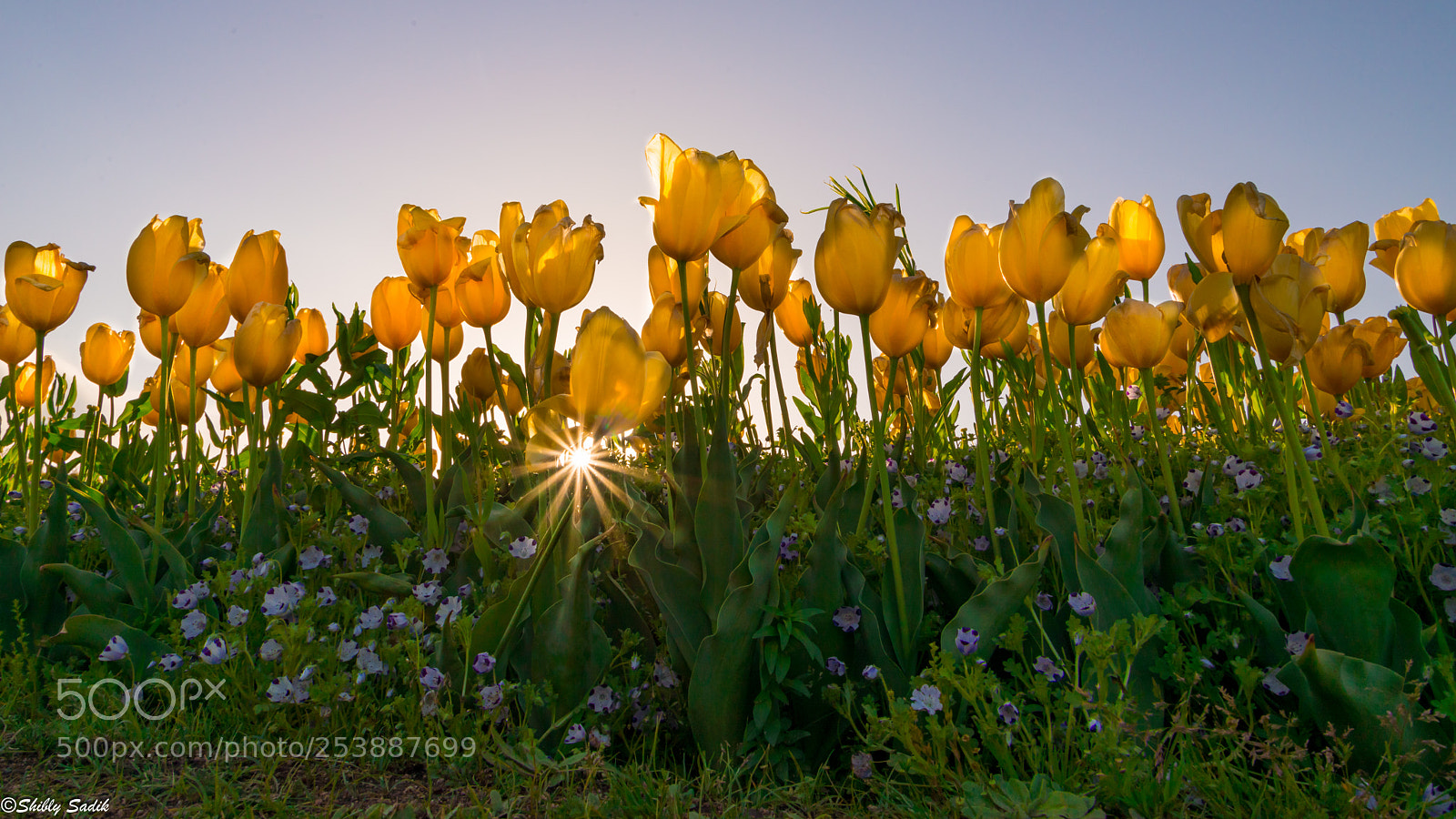Nikon D610 sample photo. Happiness photography