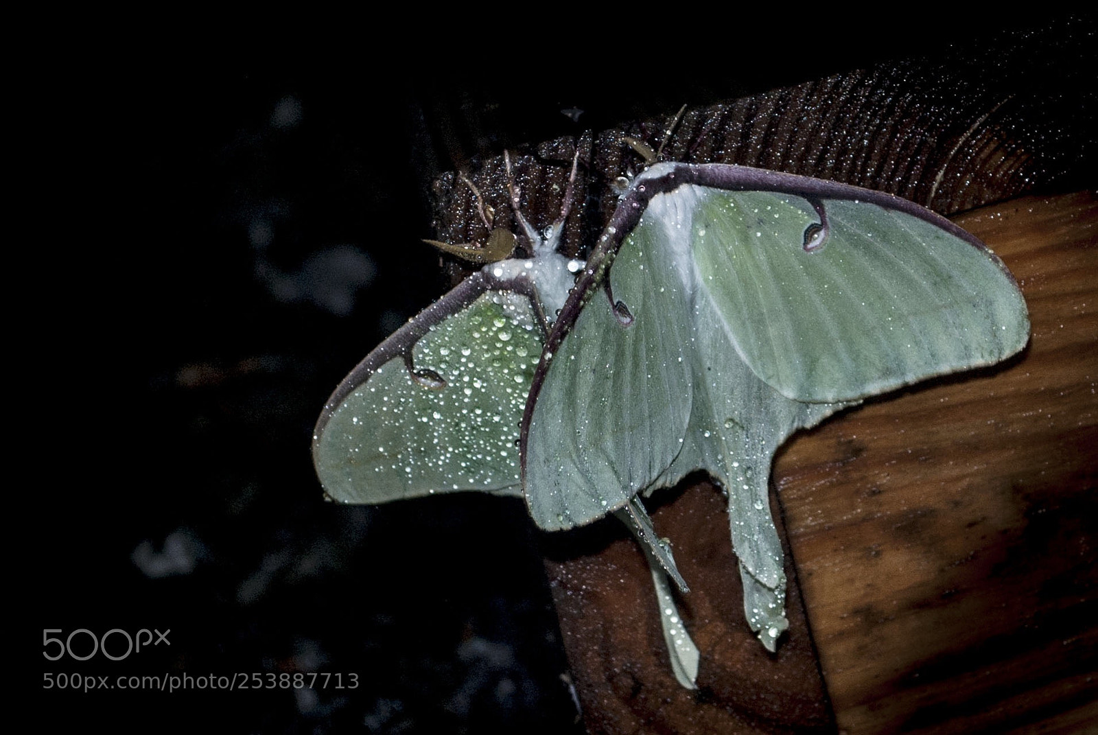 Nikon D3000 sample photo. Moon moths photography