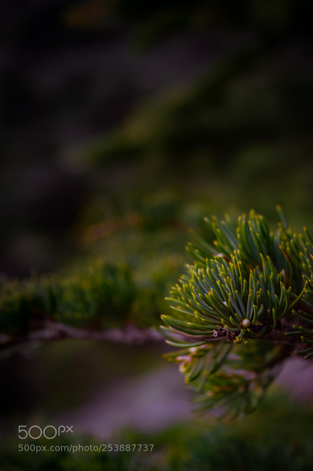 Nikon D3200 sample photo. Leaves of tree!! photography
