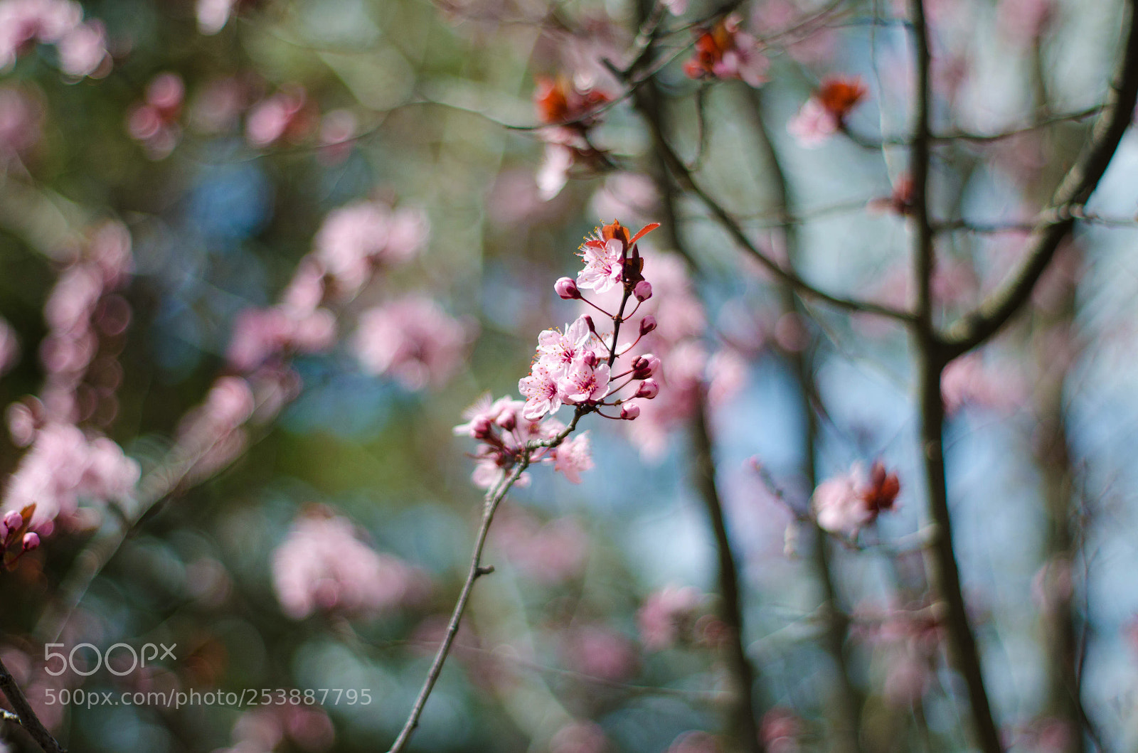 Nikon D5100 sample photo. Untitled photography