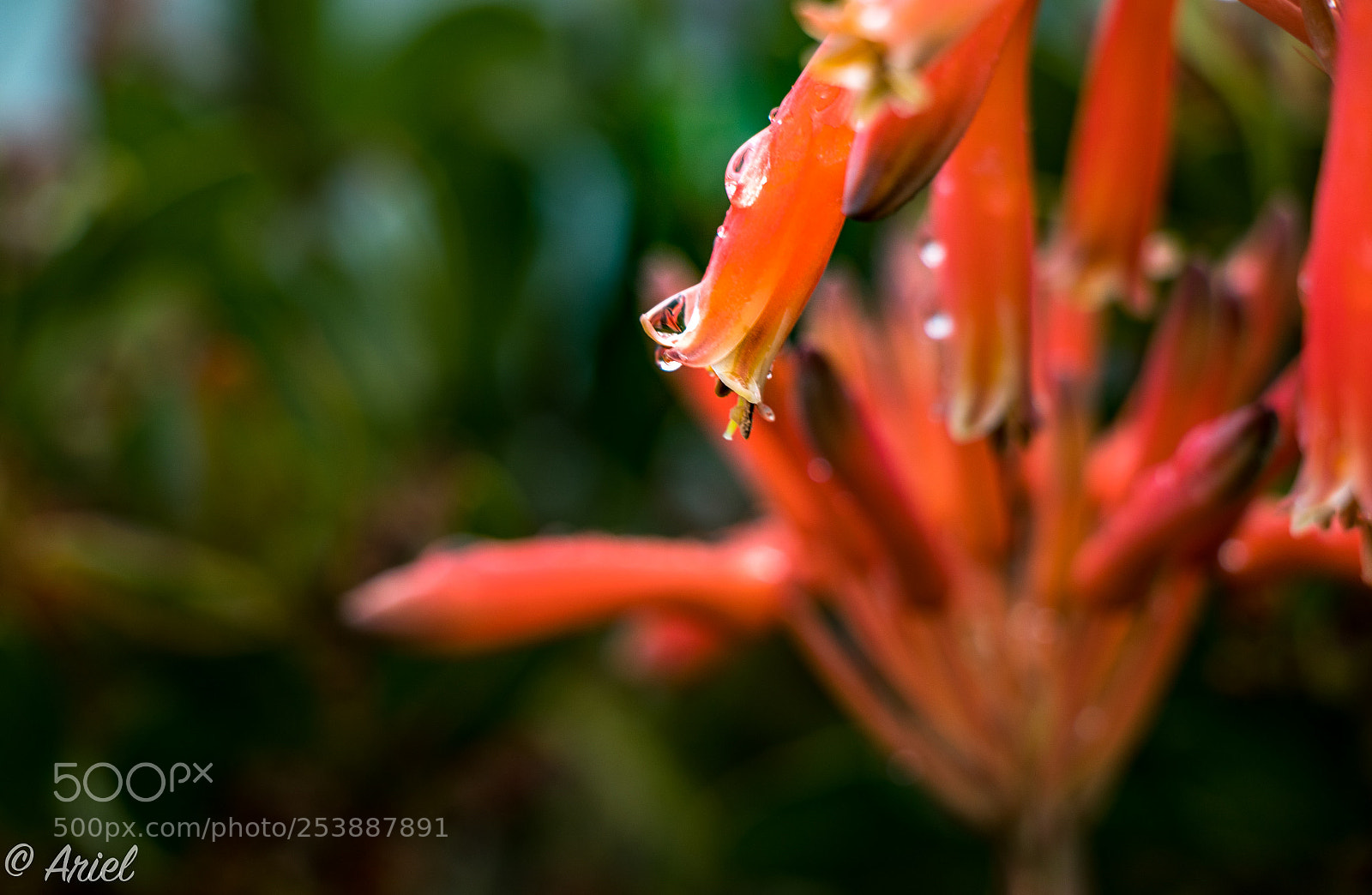 Canon EOS 80D sample photo. Sparkle of raindrops photography