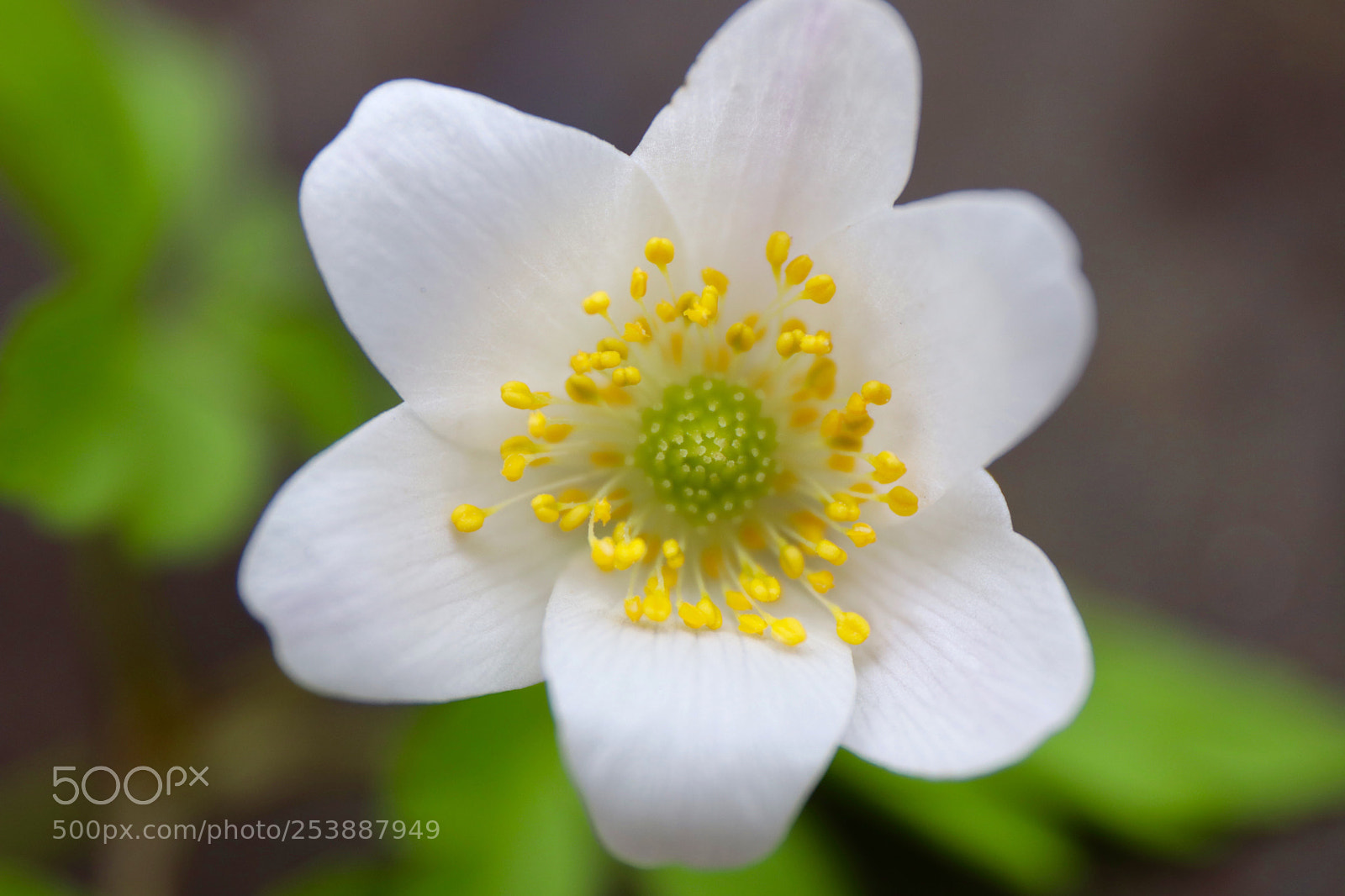 Canon EOS 77D (EOS 9000D / EOS 770D) sample photo. Anemone in the garden photography