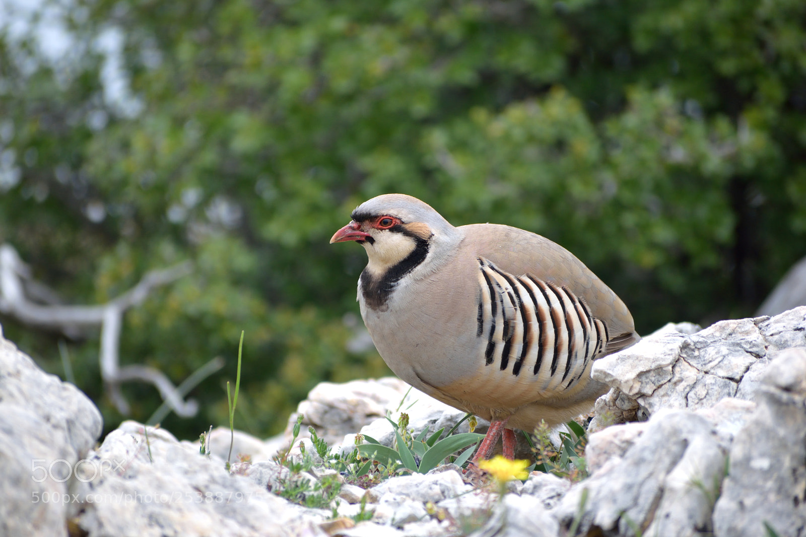 Nikon D3300 sample photo. The rock partridge alectoris photography