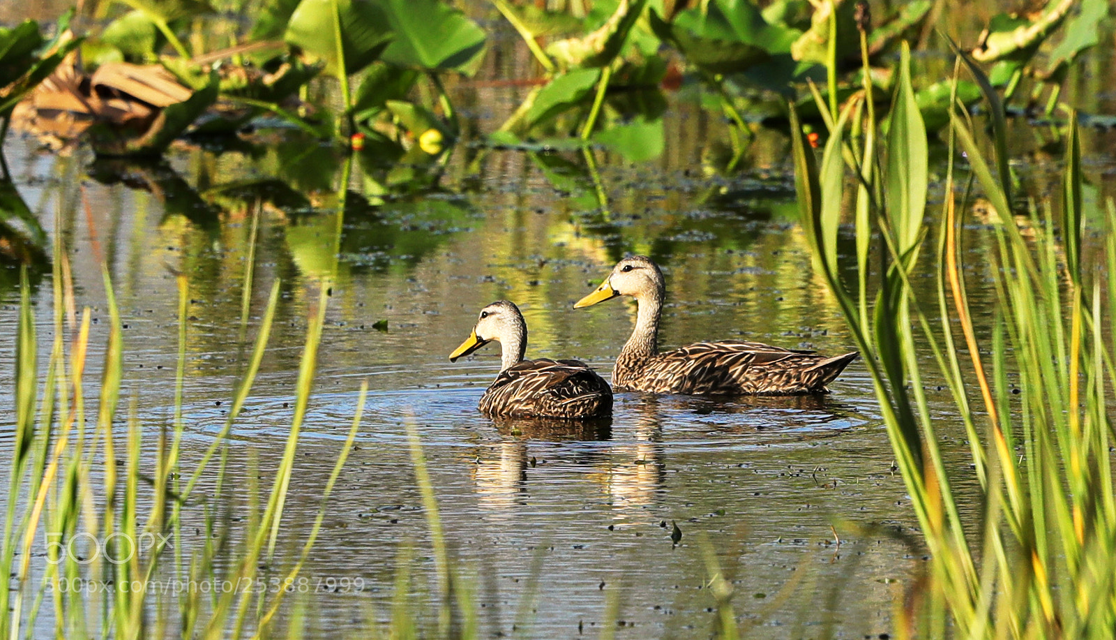 Canon EOS-1D X Mark II sample photo. 04-16-18-0013052.jpg photography