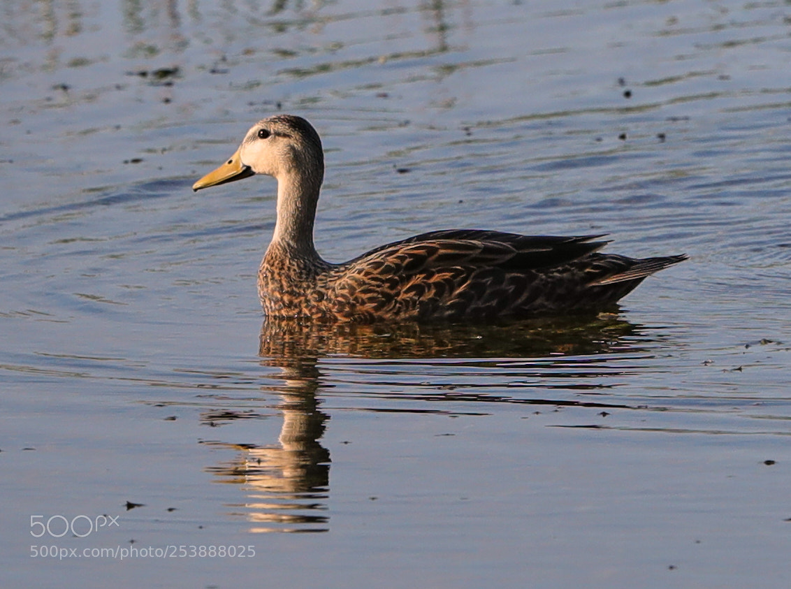 Canon EOS-1D X Mark II sample photo. 04-16-18-0013042.jpg photography