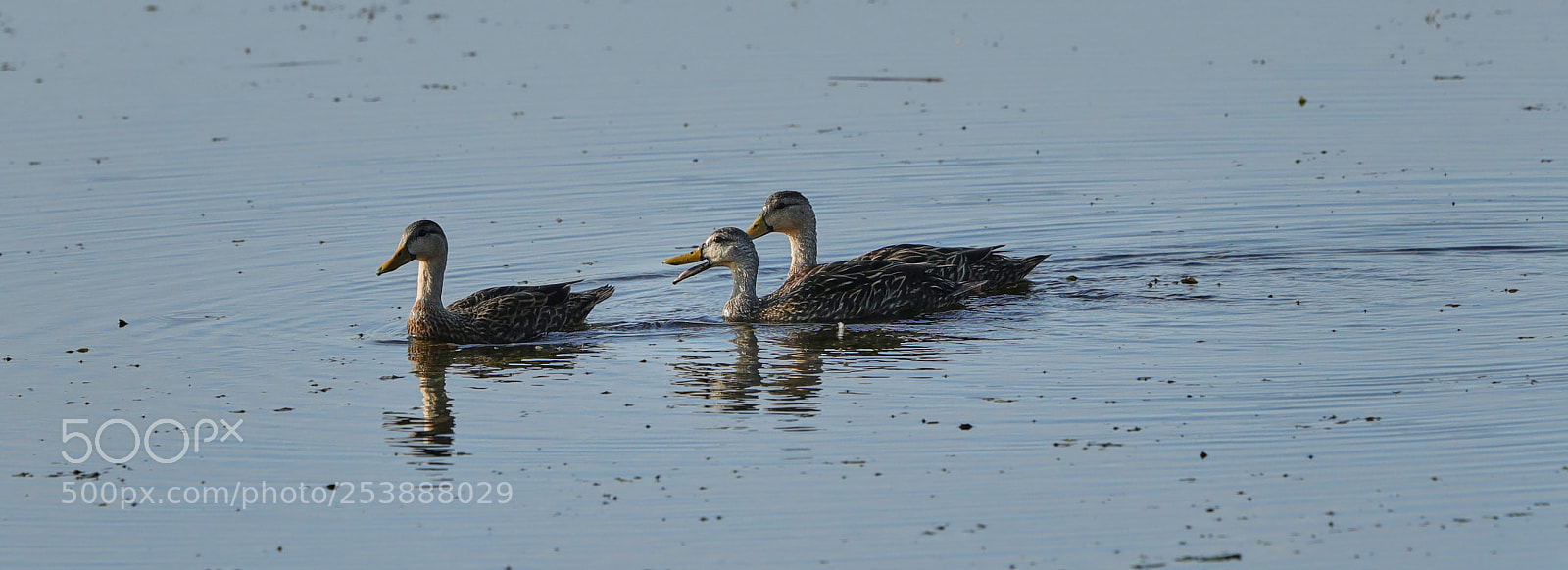 Canon EOS-1D X Mark II sample photo. 04-16-18-0013039.jpg photography