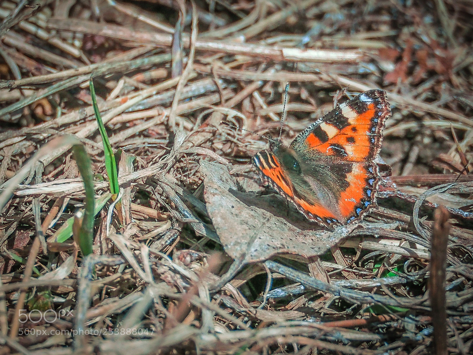 Olympus OM-D E-M5 II sample photo. The first butterfly photography