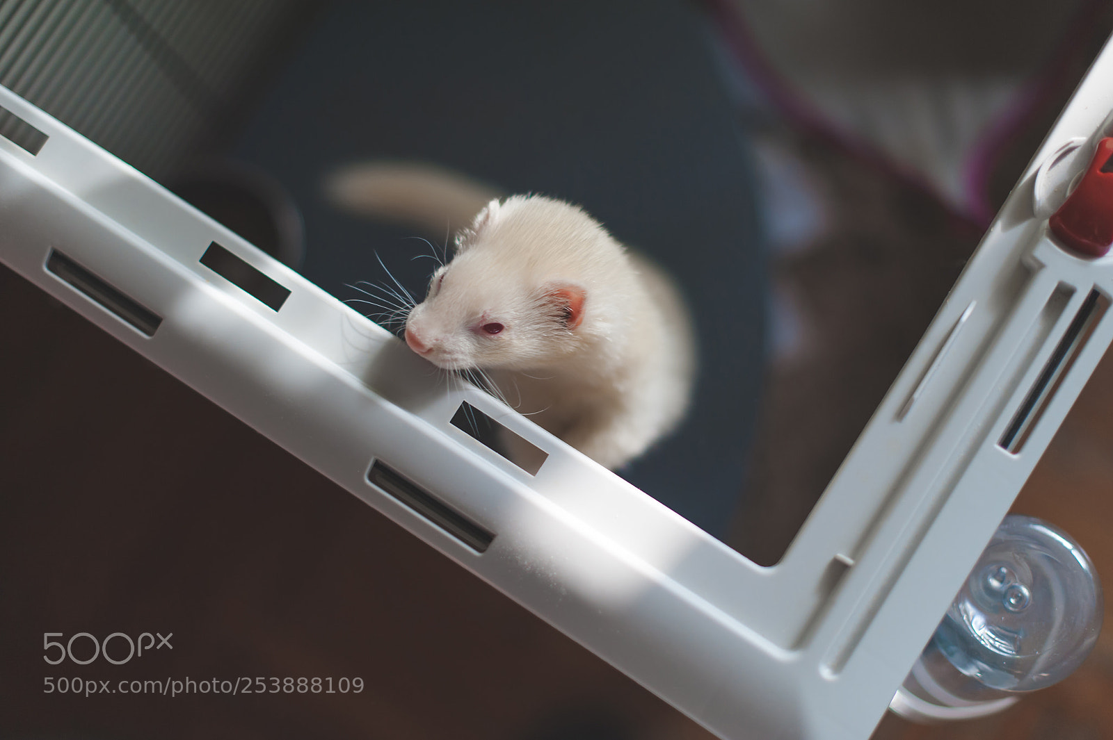 Nikon D700 sample photo. Rada the ferret photography