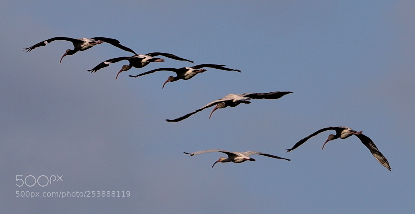 Canon EOS-1D X Mark II sample photo. 04-16-18-0013033.jpg photography