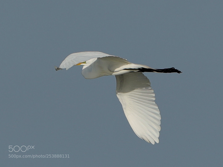 Canon EOS-1D X Mark II sample photo. 04-16-18-0013027.jpg photography