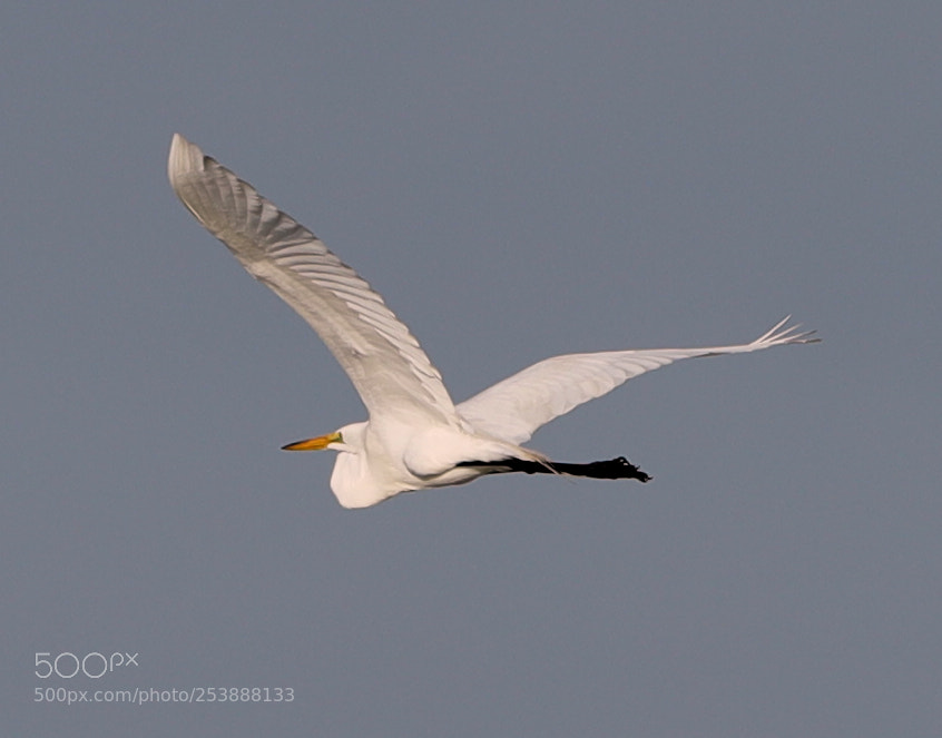 Canon EOS-1D X Mark II sample photo. 04-16-18-0013026.jpg photography