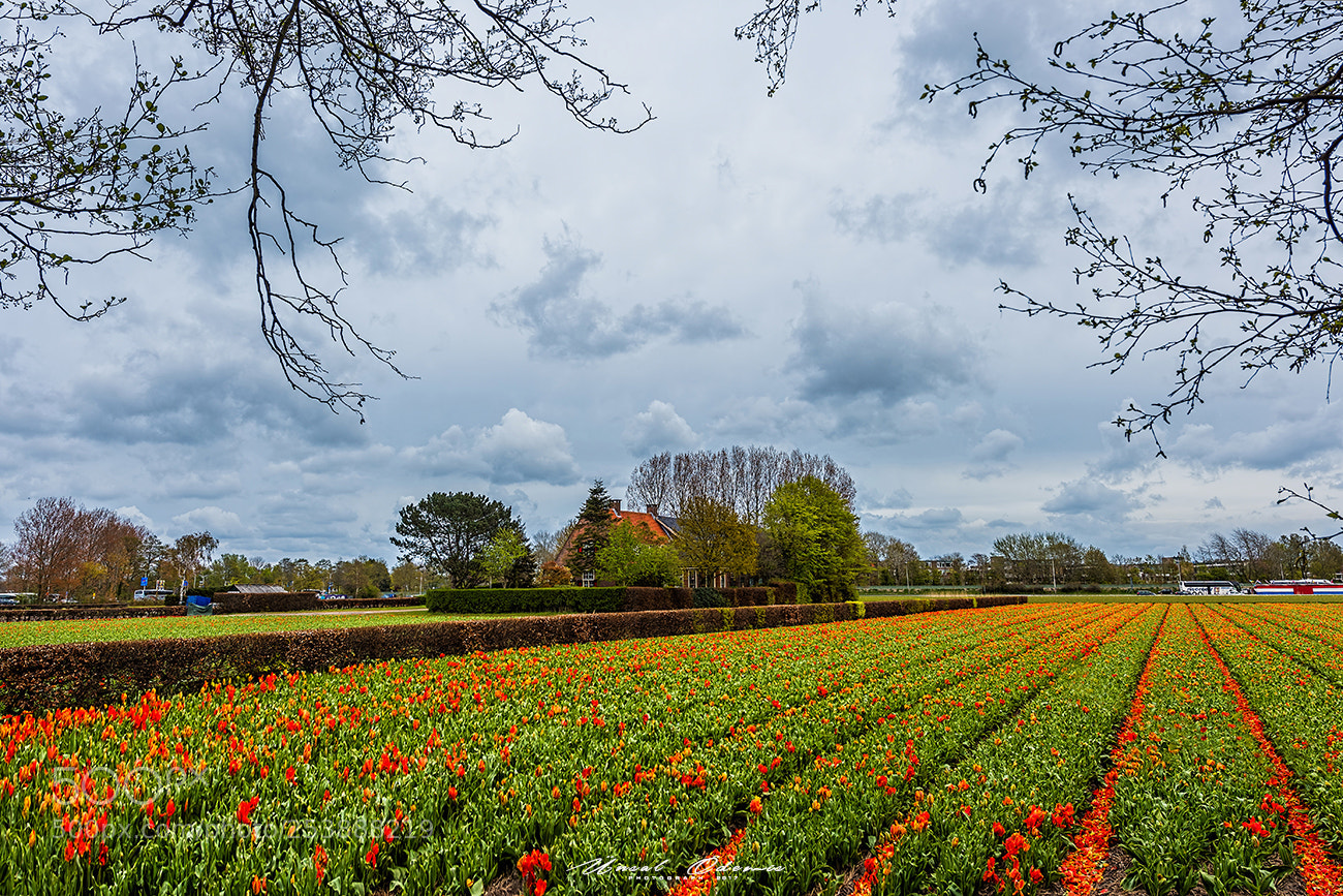 Nikon D810 sample photo. Tulip field photography