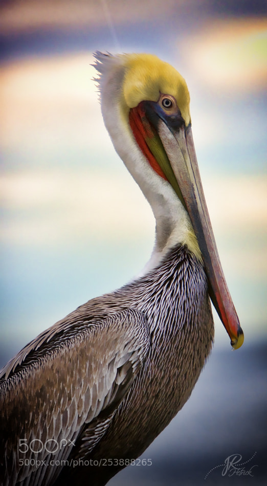 Canon EOS 40D sample photo. Pelican regal photography