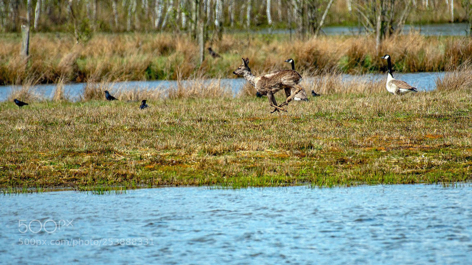 Nikon D500 sample photo. Ree photography