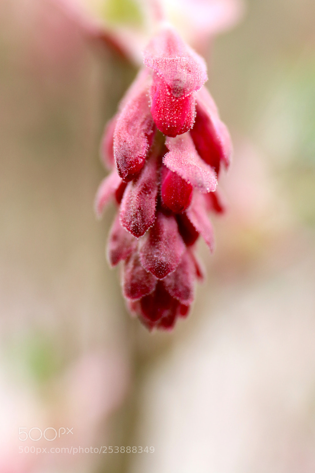 Canon EOS 77D (EOS 9000D / EOS 770D) sample photo. Ribes photography