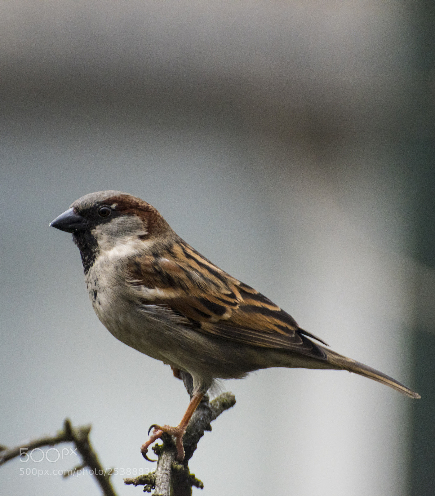 Nikon D5600 sample photo. Sparrow photography
