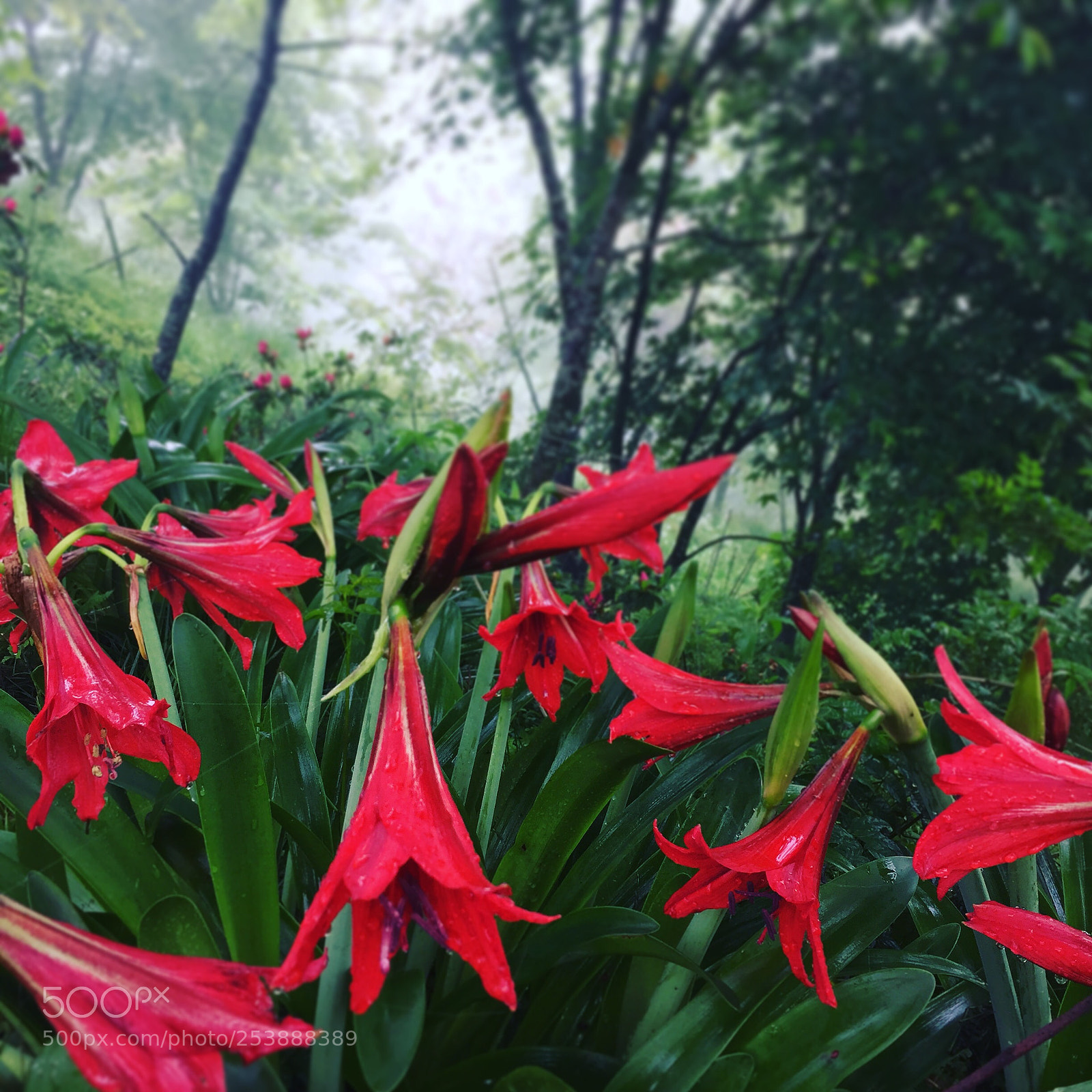 Apple iPhone 6 sample photo. 嬌豔的紅花，應是得天獨厚的生長環境 photography