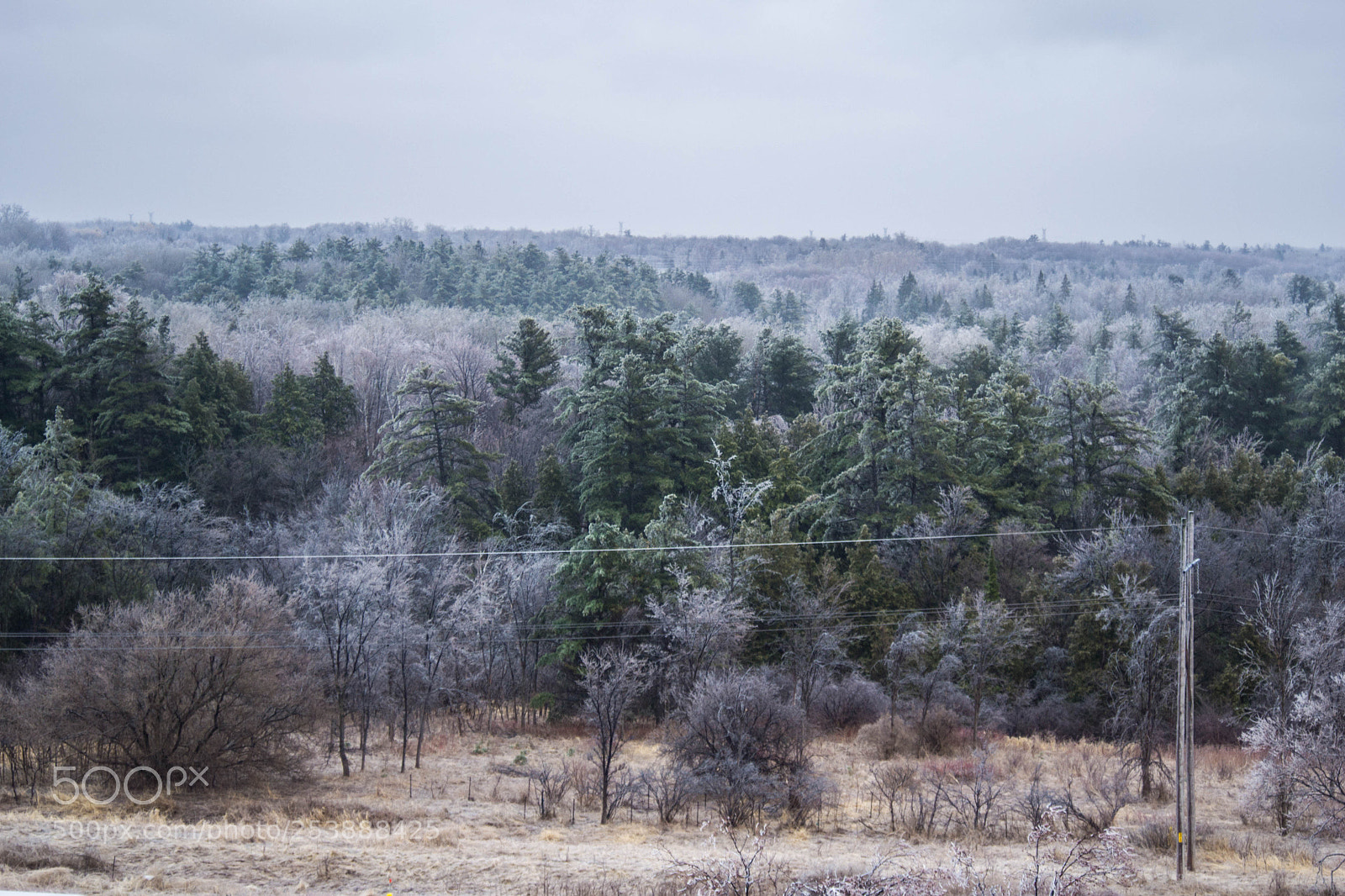Nikon D3100 sample photo. Ice storm ontario photography