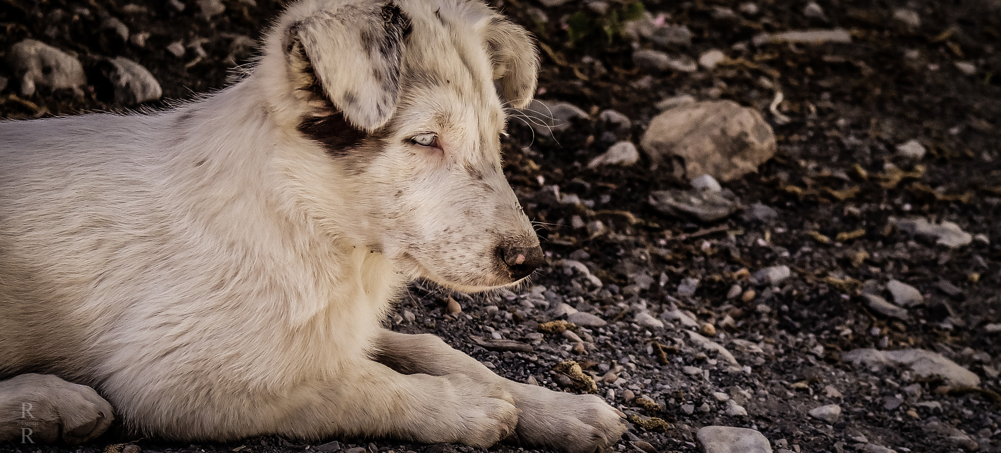 Pentax Q7 sample photo. Waking puppy photography