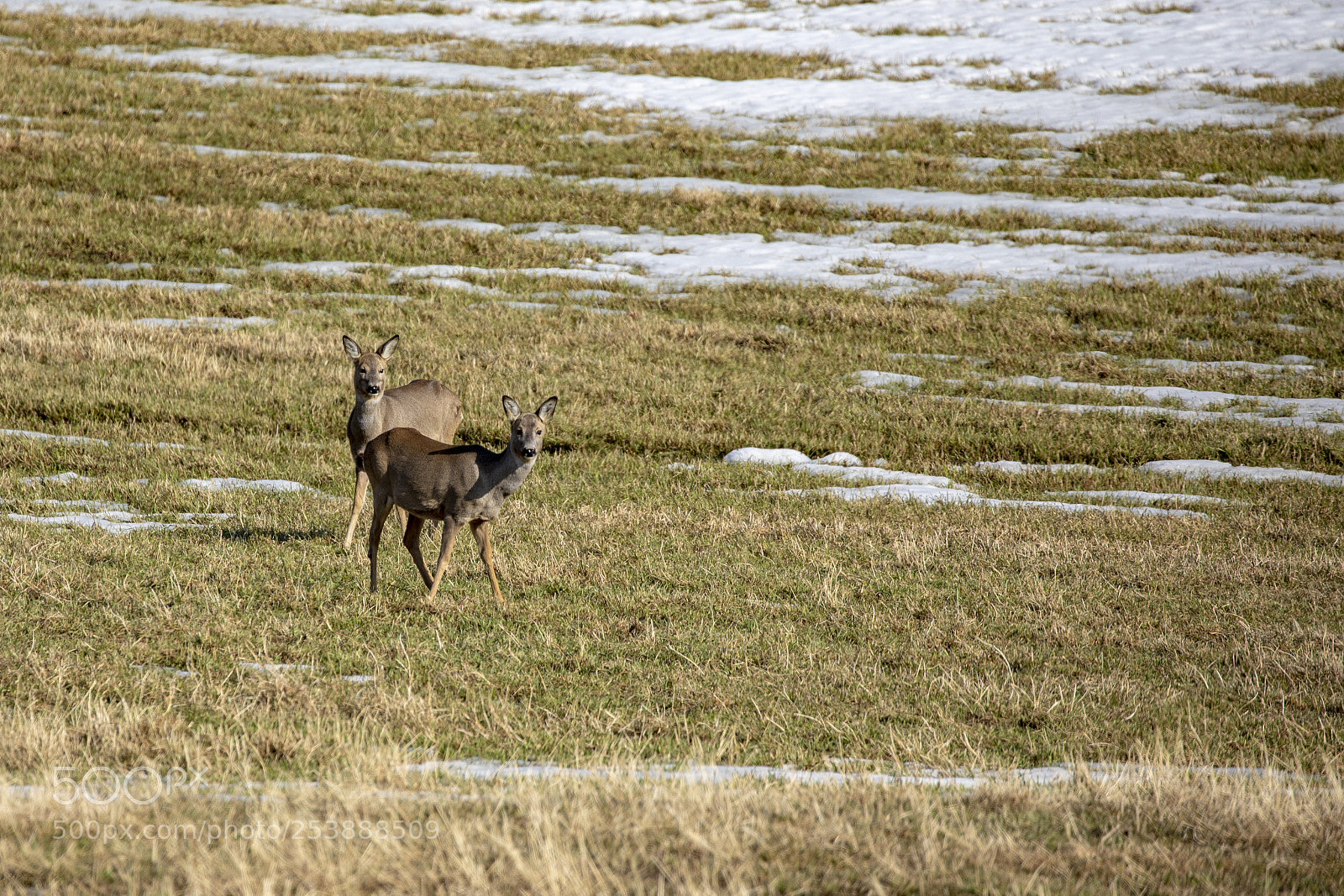 Canon EOS 5D Mark IV sample photo. Roedeer photography