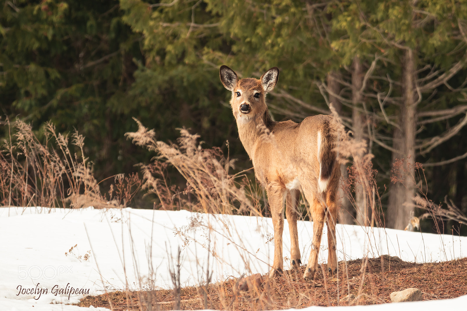 Canon EOS 7D Mark II sample photo. Springtime is coming photography