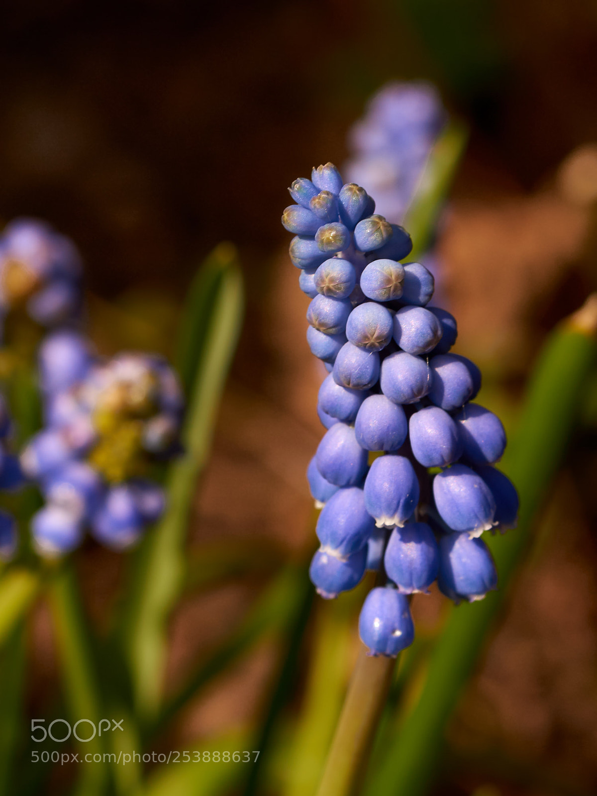 Sony SLT-A65 (SLT-A65V) sample photo. Grape hyacinths  - 2 photography