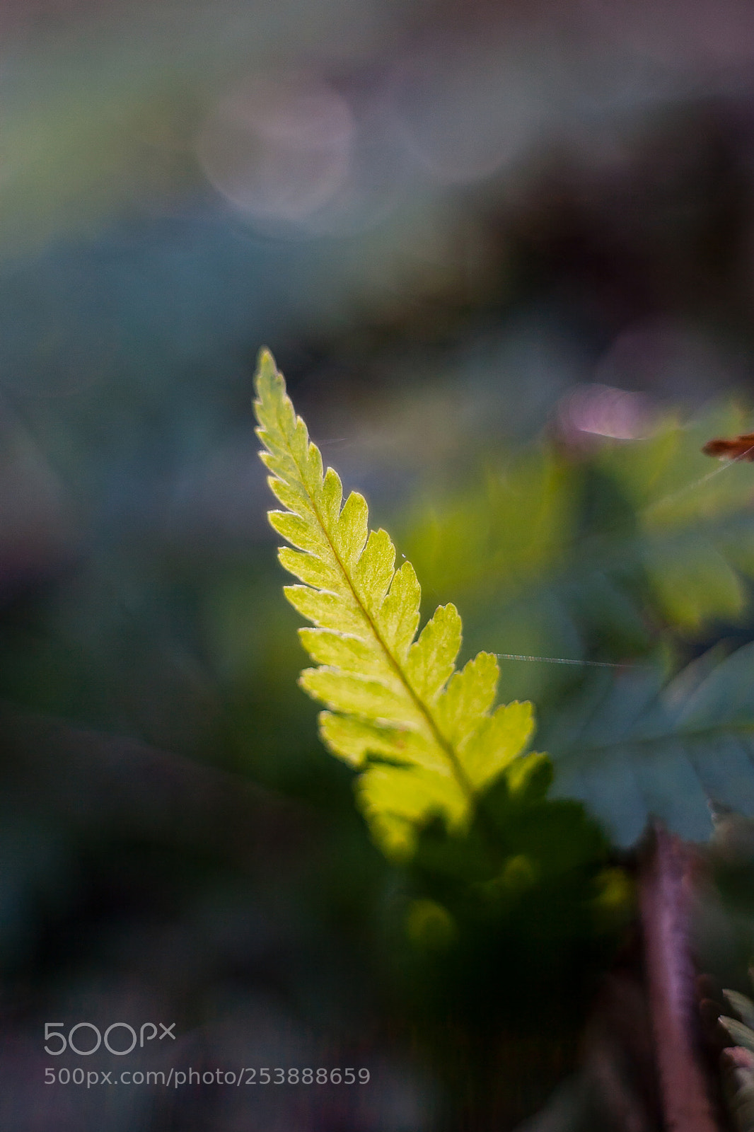 Canon EOS-1D Mark II N sample photo. Spring awakening photography