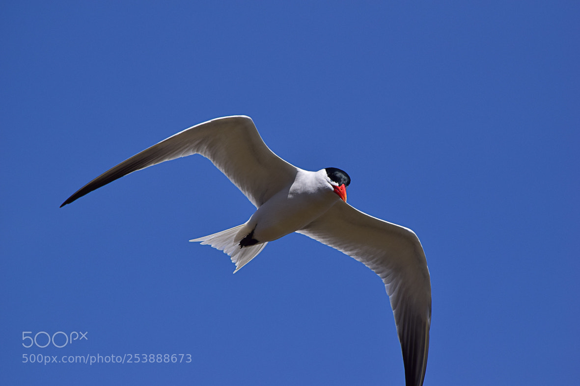 Nikon D3300 sample photo. Caspian tern photography