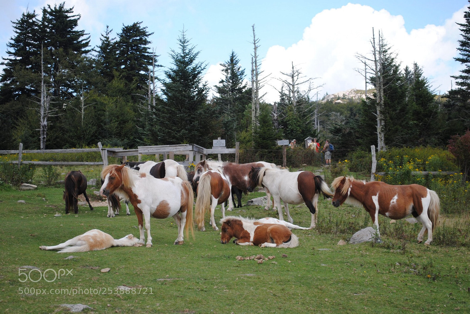 Nikon D3000 sample photo. Wild ponies  photography
