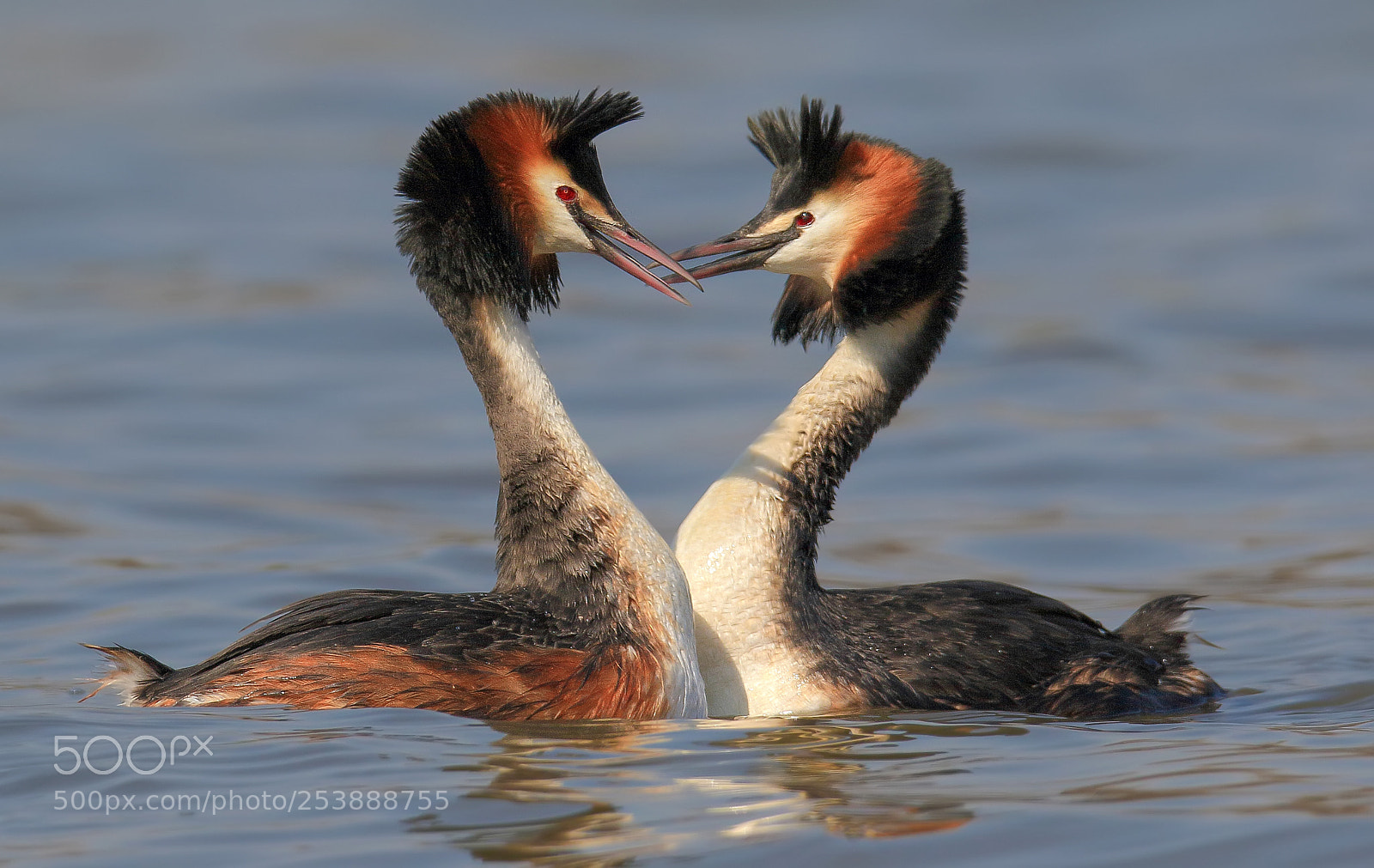 Canon EOS 7D Mark II sample photo. The kiss or love photography
