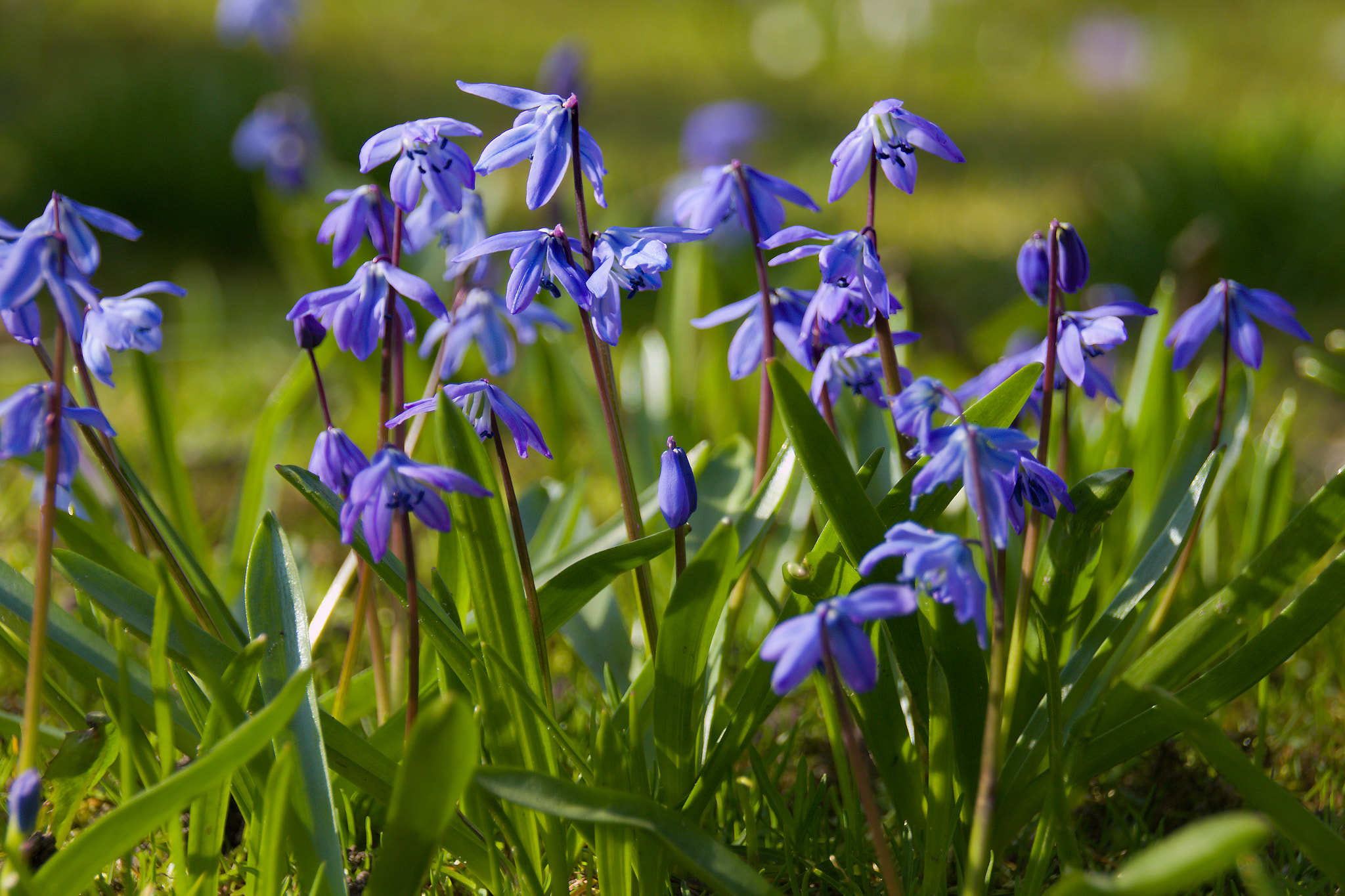 Canon EOS 700D (EOS Rebel T5i / EOS Kiss X7i) sample photo. Spring with blue flowers photography