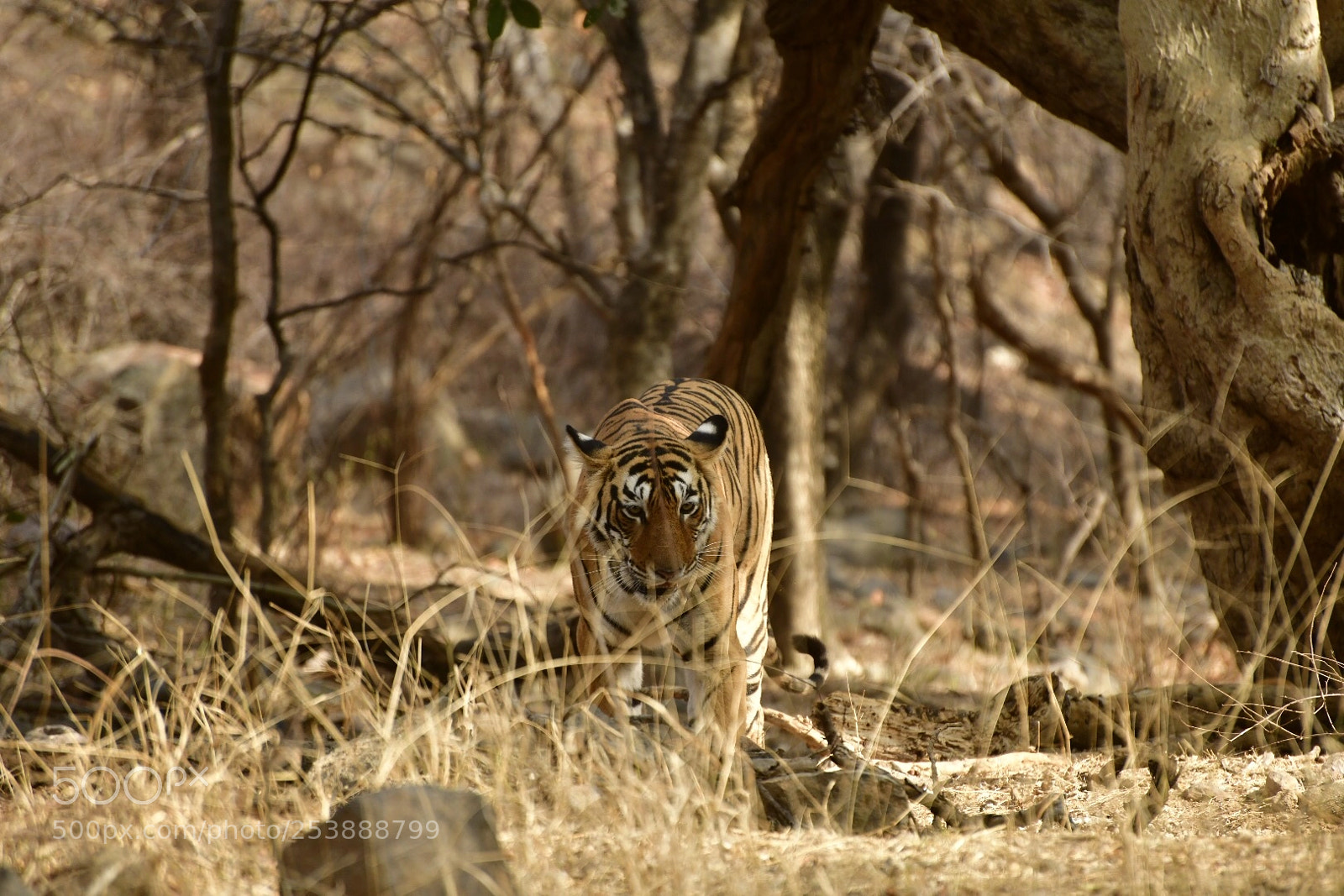 Nikon D850 sample photo. Tigress @ ranthambore  photography