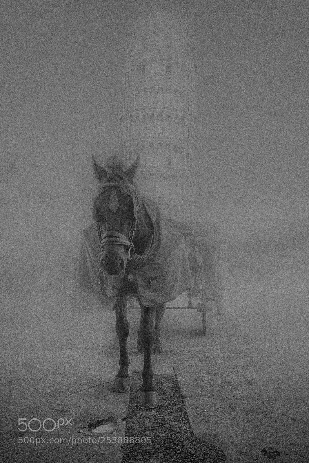 Nikon D7100 sample photo. Foggy day pisa photography