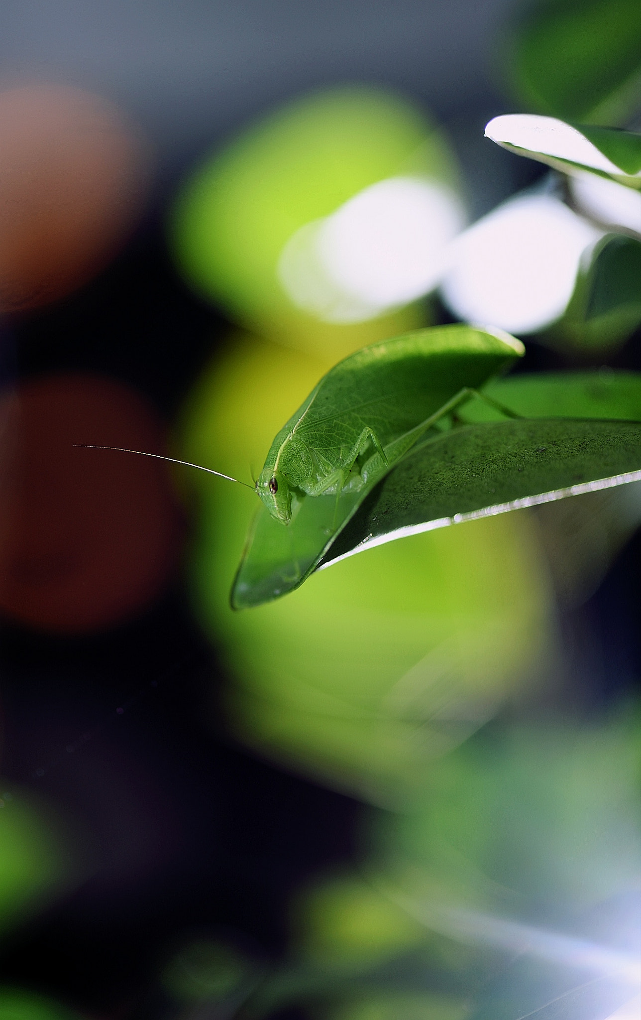 Nikon AF-S Micro-Nikkor 105mm F2.8G IF-ED VR sample photo