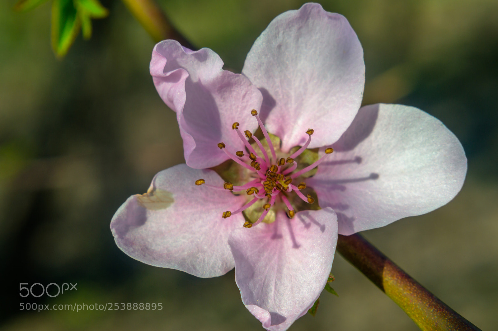 Nikon D3200 sample photo. It's pink spring photography