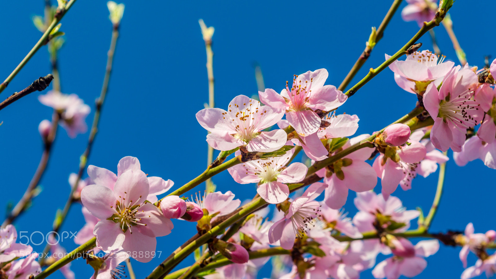 Nikon D3200 sample photo. Peach tree blooming in photography