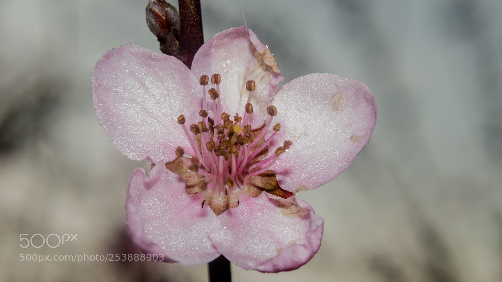 Nikon D3200 sample photo. Blooming in pink photography