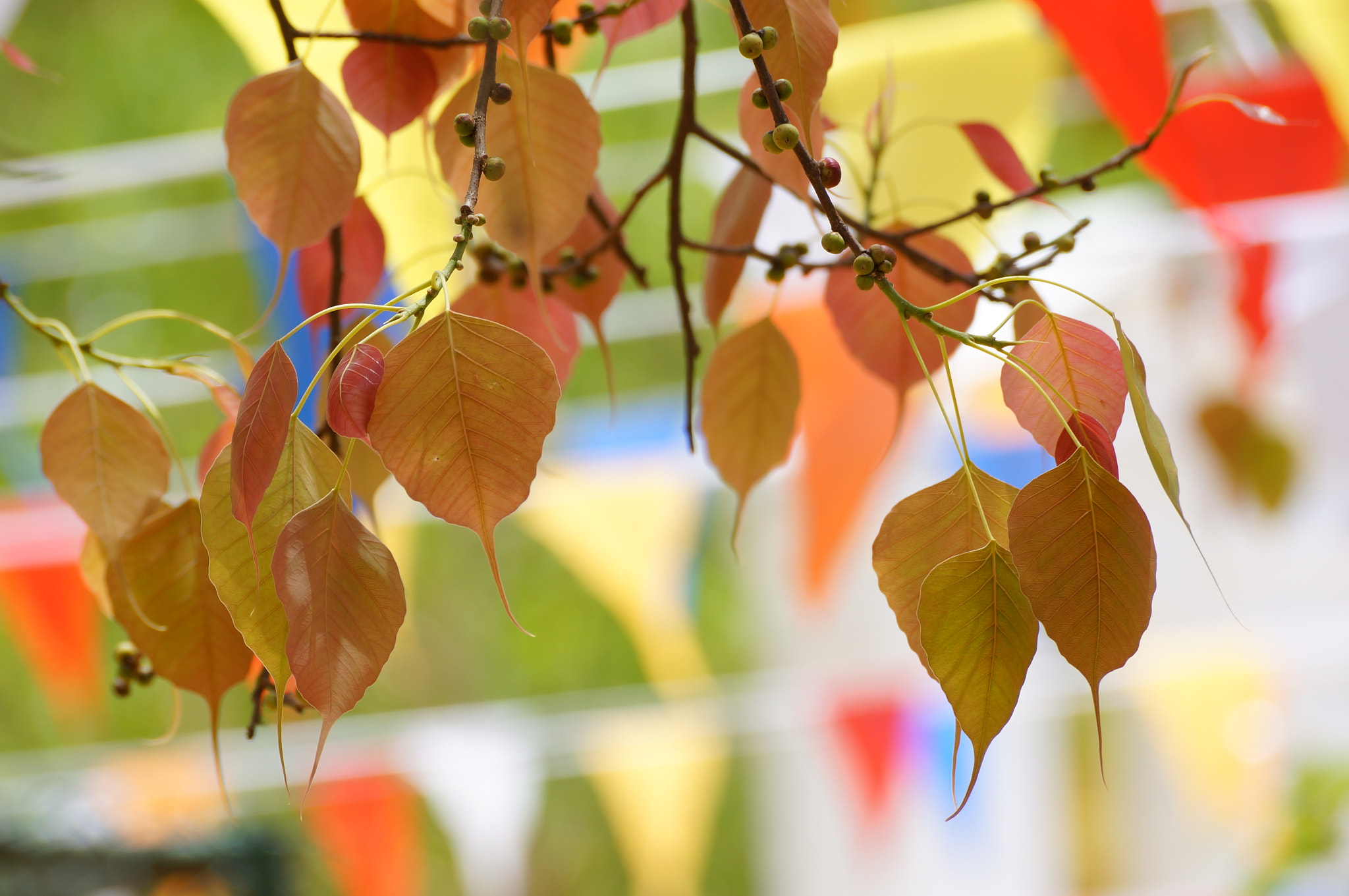 Sony SLT-A57 sample photo. Tender leaves of a bo tree photography