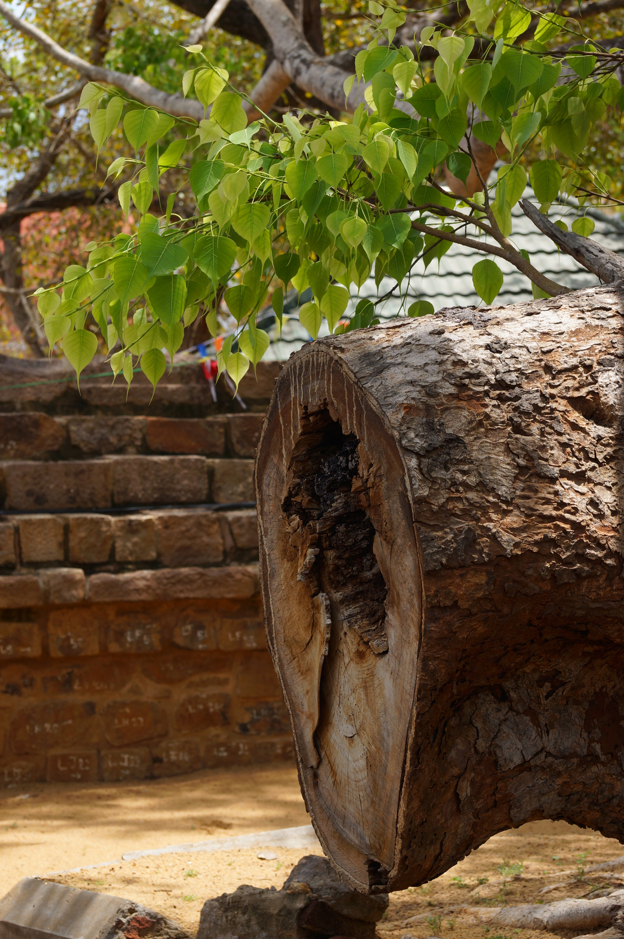Sony SLT-A57 sample photo. Young and aged photography
