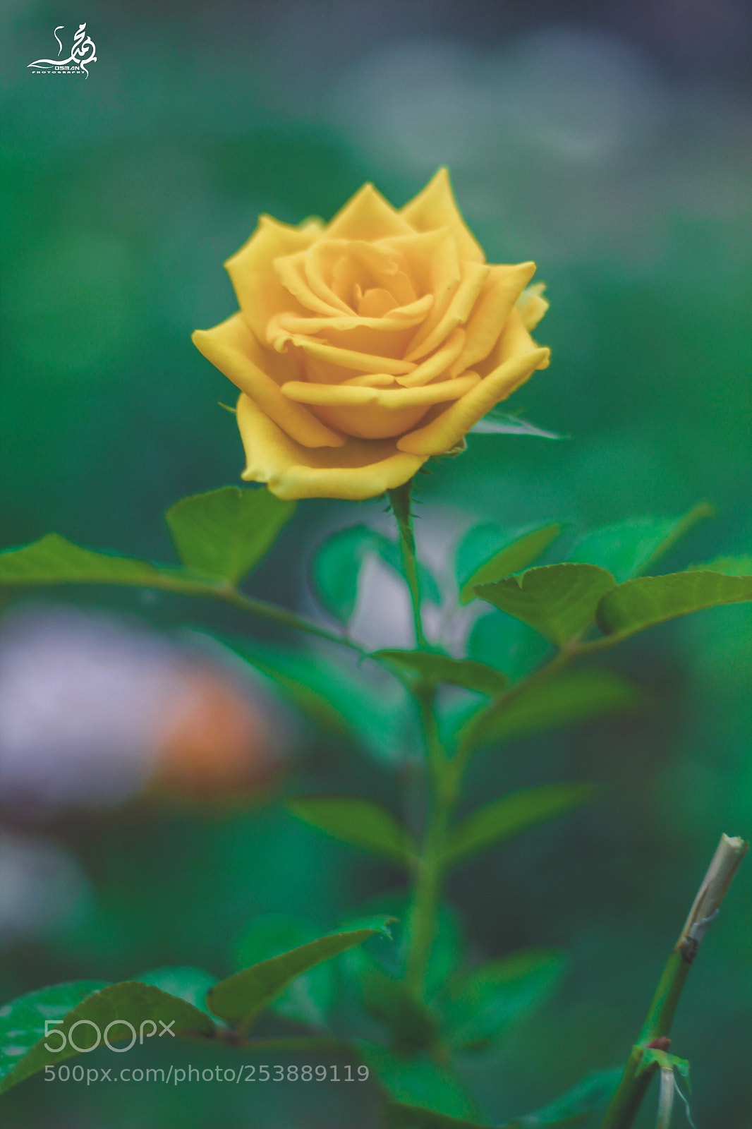 Canon EOS 60D sample photo. Like the god photography