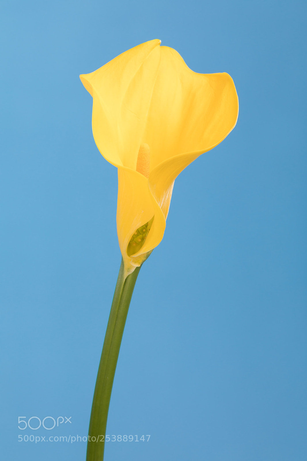 Canon EOS 5D Mark IV sample photo. Blue photography