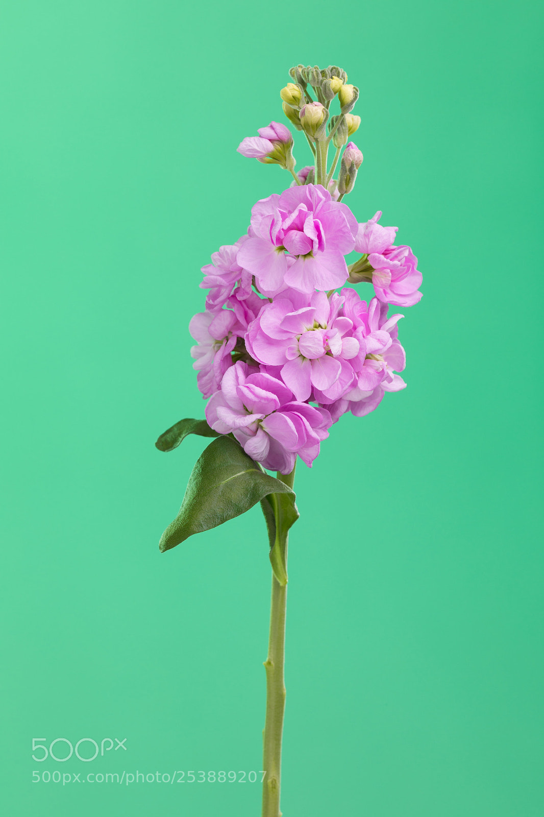Canon EOS 5D Mark IV sample photo. Green photography