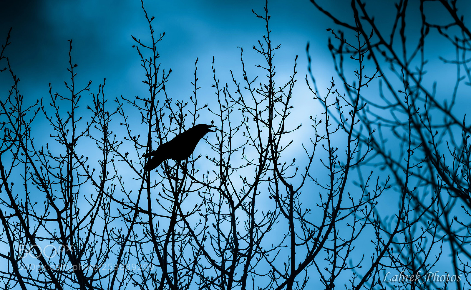 Canon EOS 800D (EOS Rebel T7i / EOS Kiss X9i) sample photo. When the crows tick photography